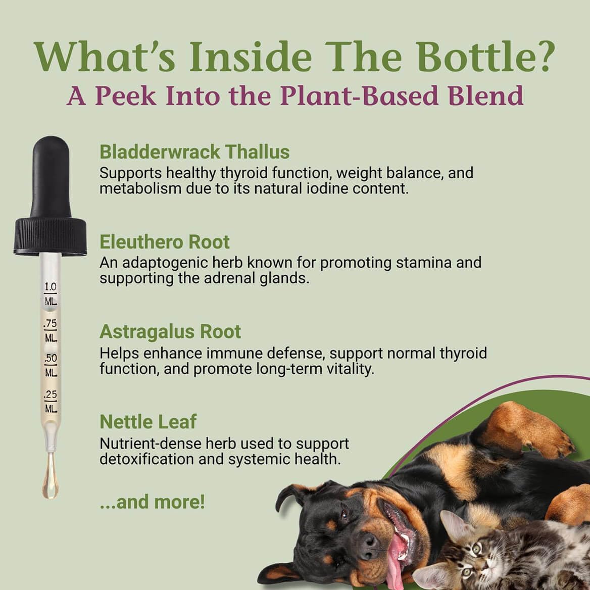 PetAlive Thyro-Pet – Herbal Thyroid Support Supplement for Dogs & Cats – 59 mL Liquid Tincture