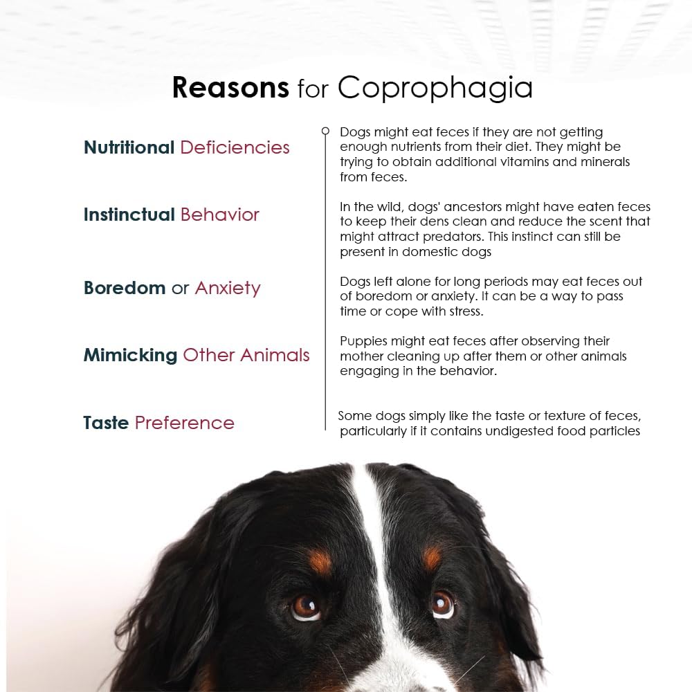 Nixit Anti-Coprophagy Supplement for Dogs – Stop Stool Eating, B-Complex, Chicken Liver Flavour, 10.5 oz