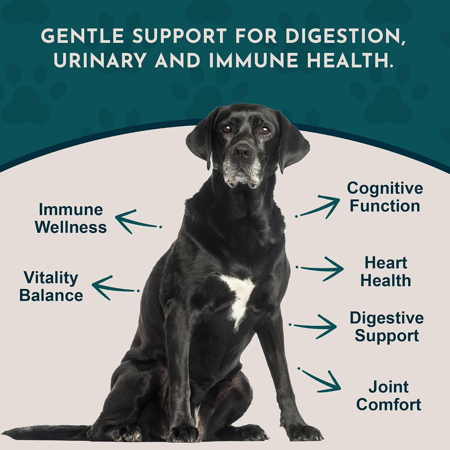 Animal Essentials Senior Support for Dogs & Cats Supplement - Milk Thistle & Herbal Blend, 30 ml