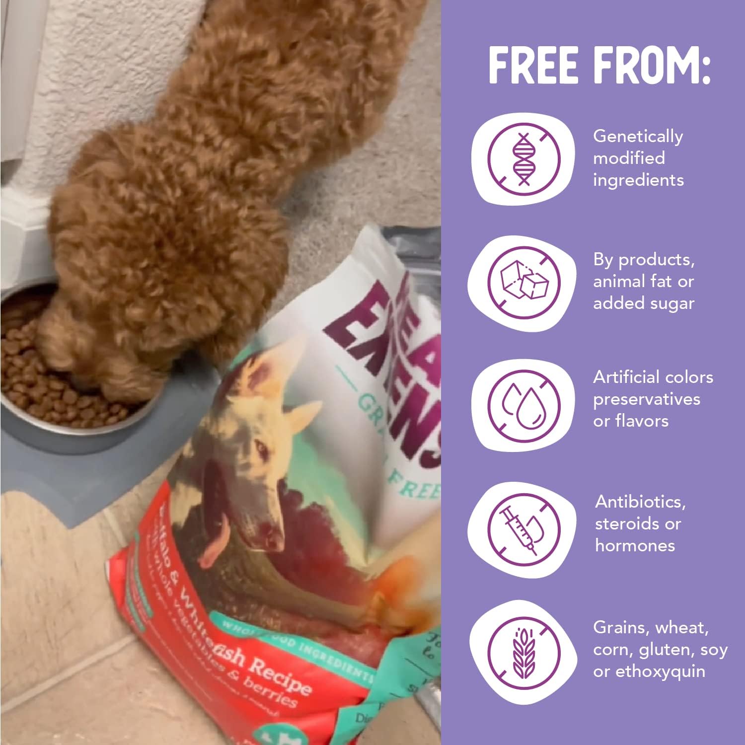 Health Extension Grain Free Buffalo & Whitefish Dry Dog Food - 30+ Superfoods and Probiotics for All Life Stages (4.54 kg / 10 lb)
