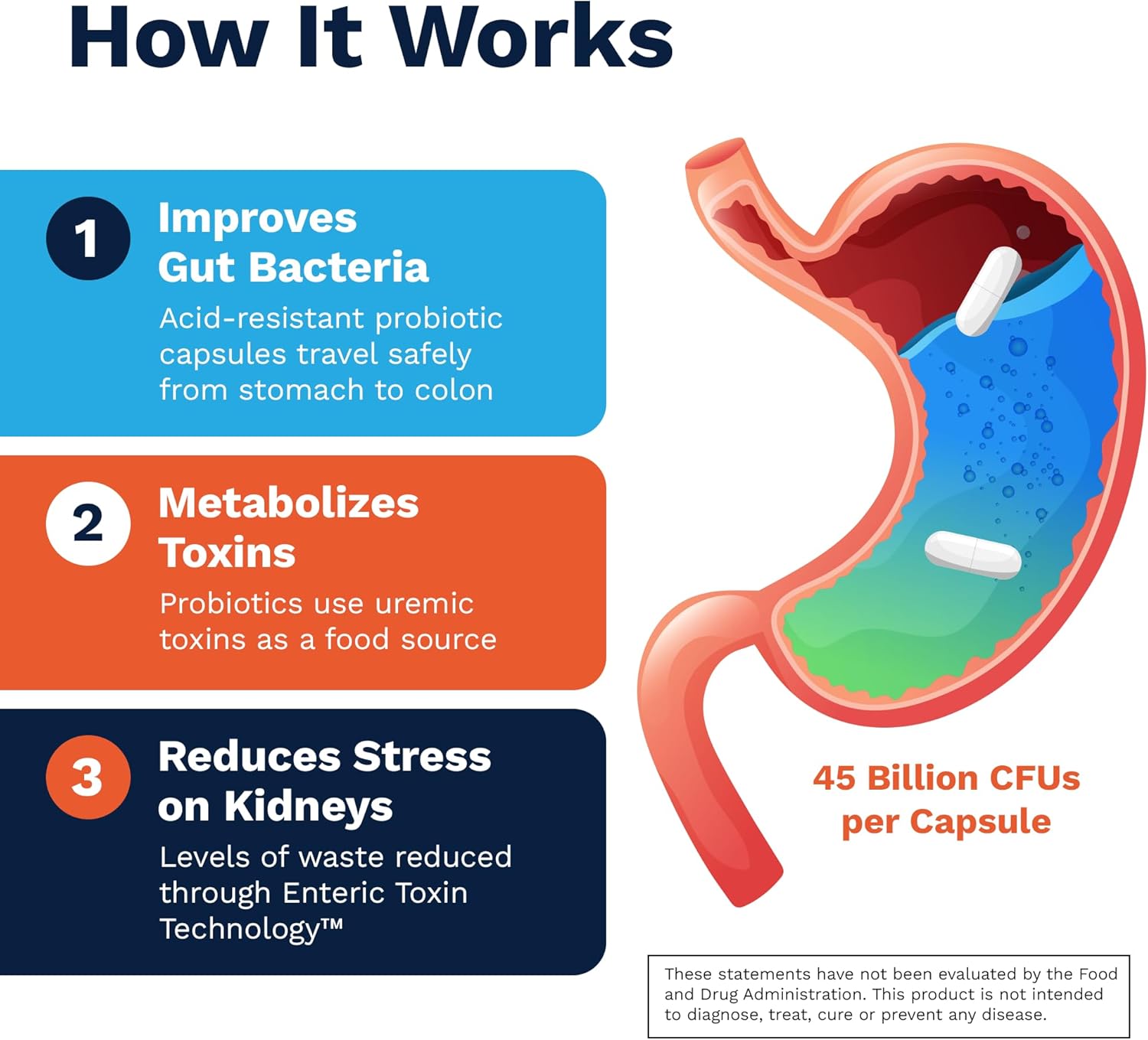 Renadyl Kidney Probiotic Supplement – 45 Billion CFUs – Supports Urea, Creatinine & Uric Acid – 60 Capsules (1 Month Supply)