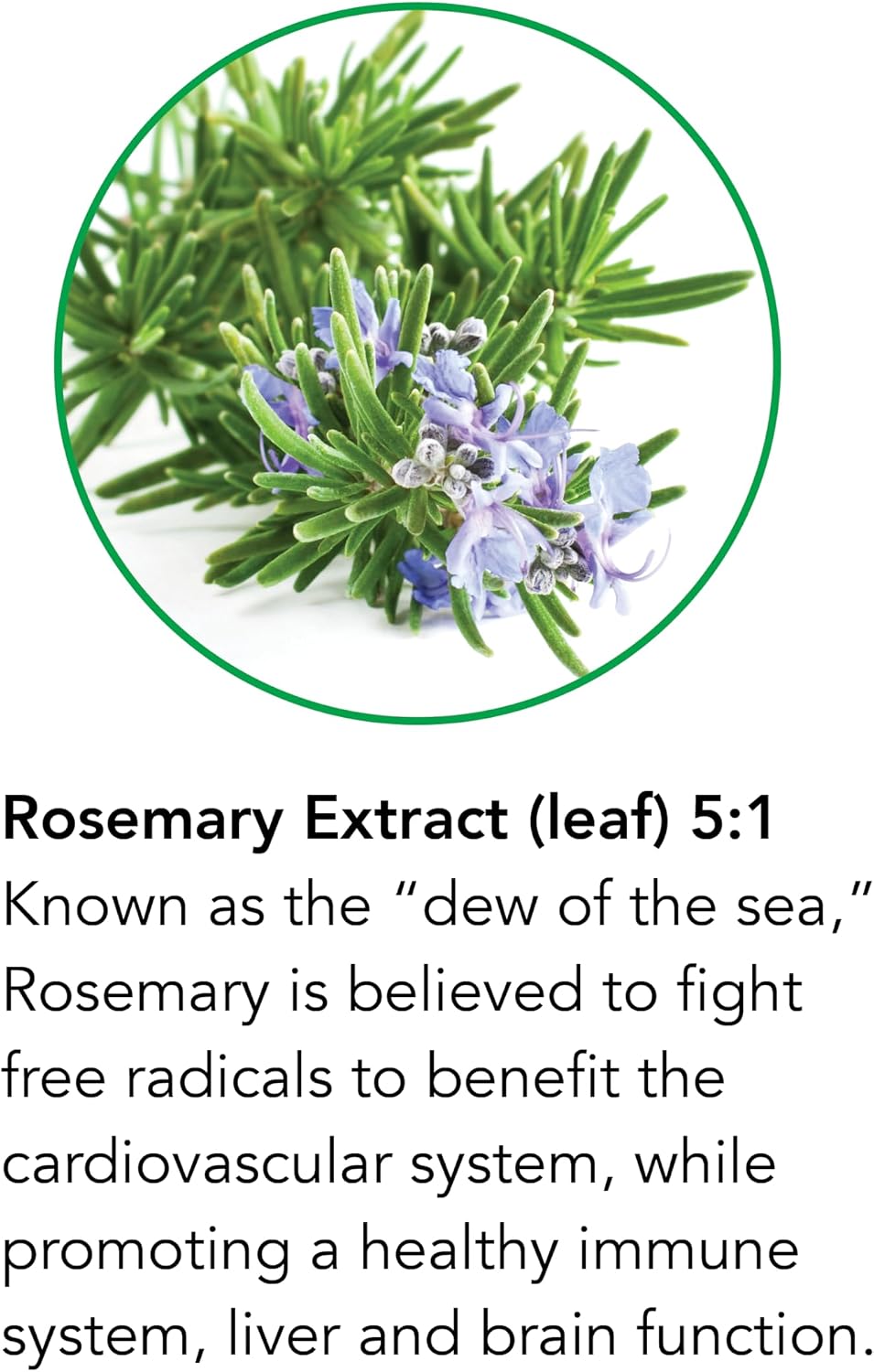 Botanic Choice Rosemary Leaf Liquid Extract – Alcohol Free, Gluten Free – Fast Acting Supplement Drops – 30 ml