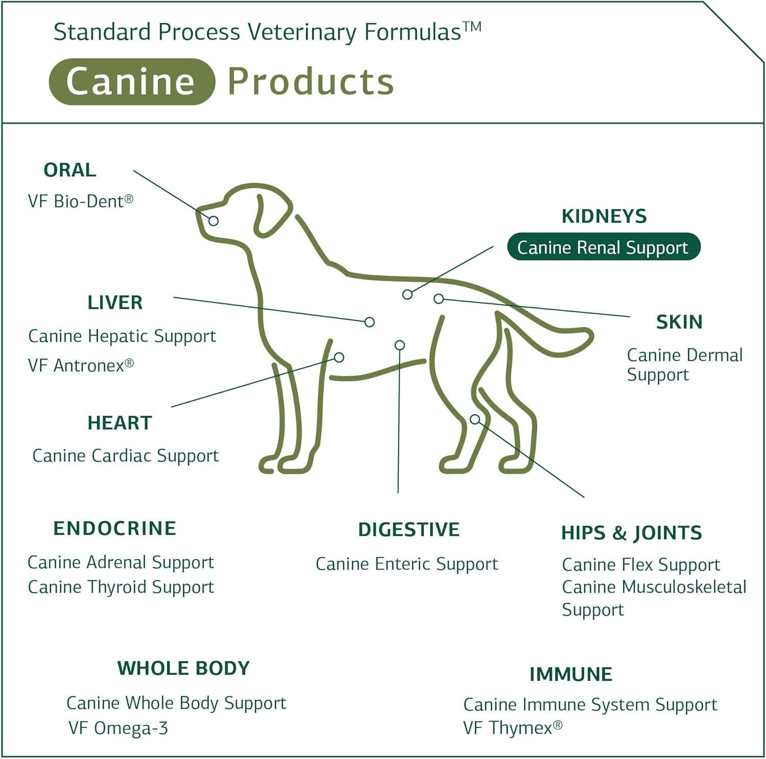 Standard Process Canine Renal Support – Dog Supplement for Kidney, Liver & Heart Health, 3.9 oz (110 g) Powder