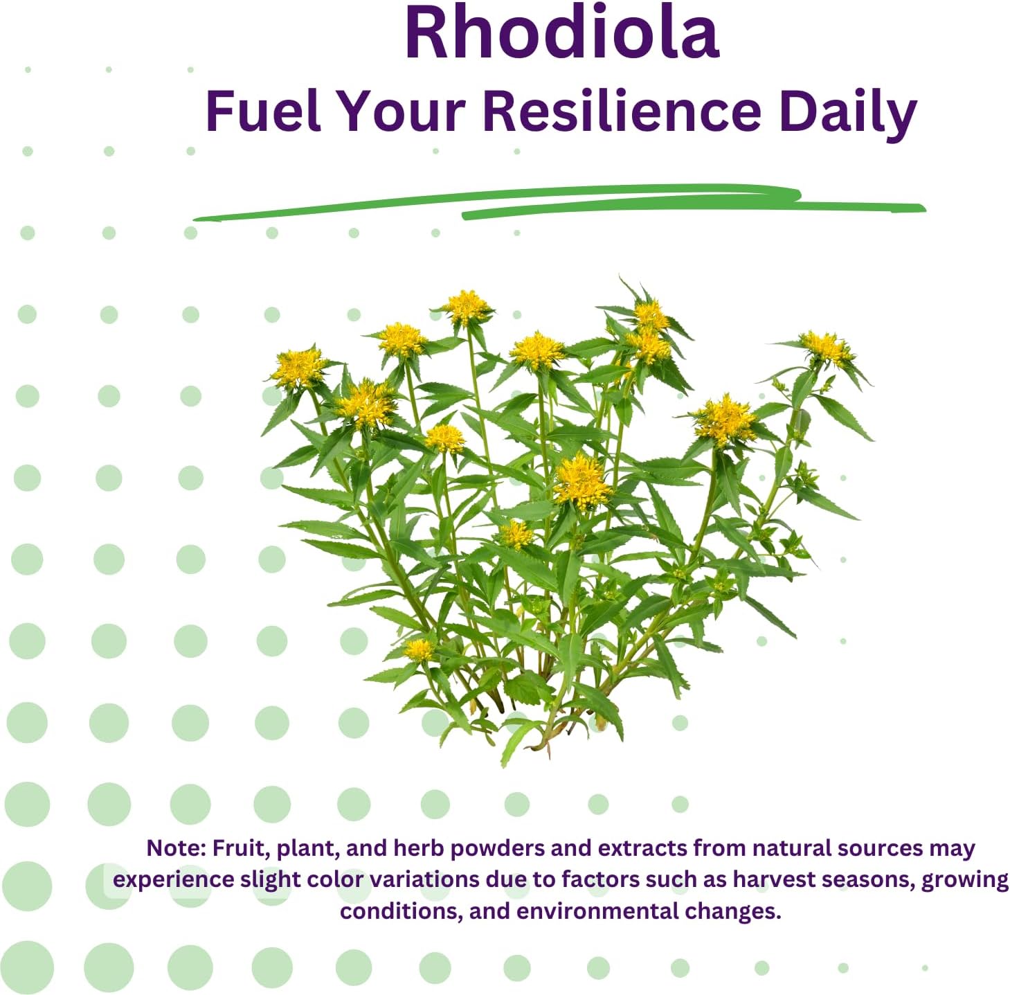 Paradise Herbs Rhodiola Extract 500 mg, Super Potent Antioxidant, Ultra-Pure, Vegan, Non-GMO, Gluten-Free, 60 Vegetarian Capsules