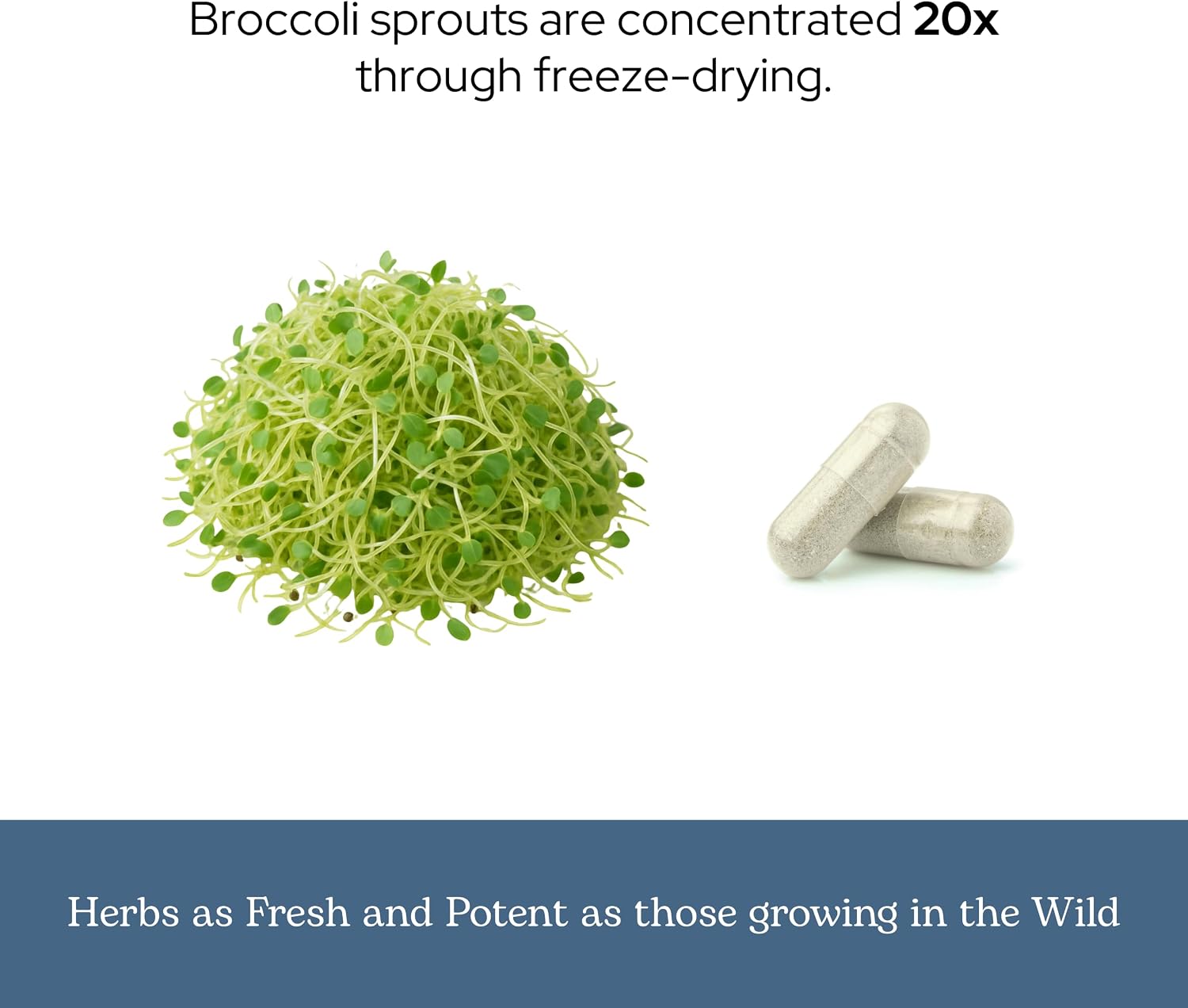 Eclectic Glass Broccoli Sprouts FDV - 50 Capsules