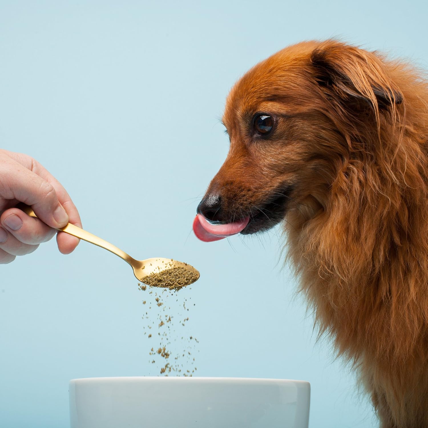 The Missing Link Pet Kelp Canine Skin & Coat 227 g (8 oz) Superfood Powdered Supplement, Organic & Limited Ingredient Formula for Dogs