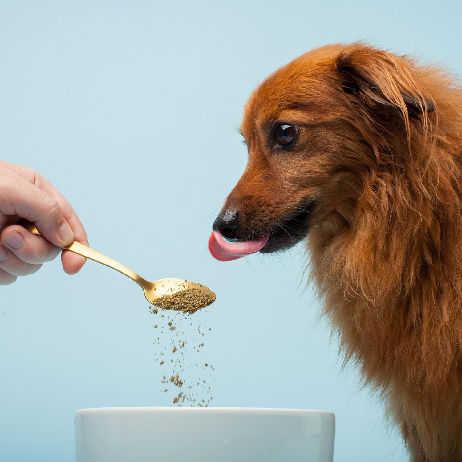The Missing Link Pet Kelp Canine Probiotic - Organic & Limited Ingredient Formula for Digestive Health (227 g)