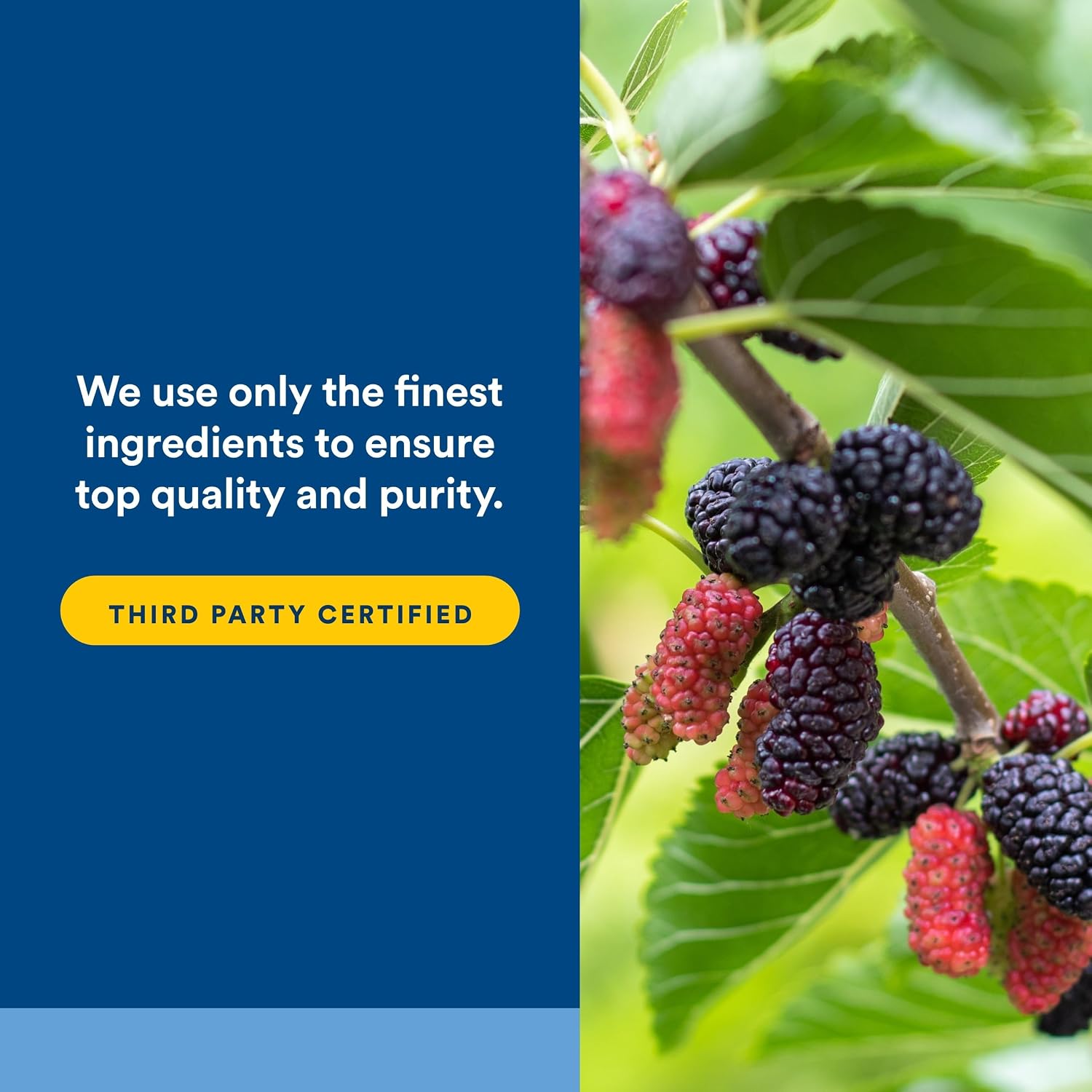 Natural Factors WellBetX Mulberry Extract - Standardized Moranoline for Carbohydrate Metabolism - 90 Capsules