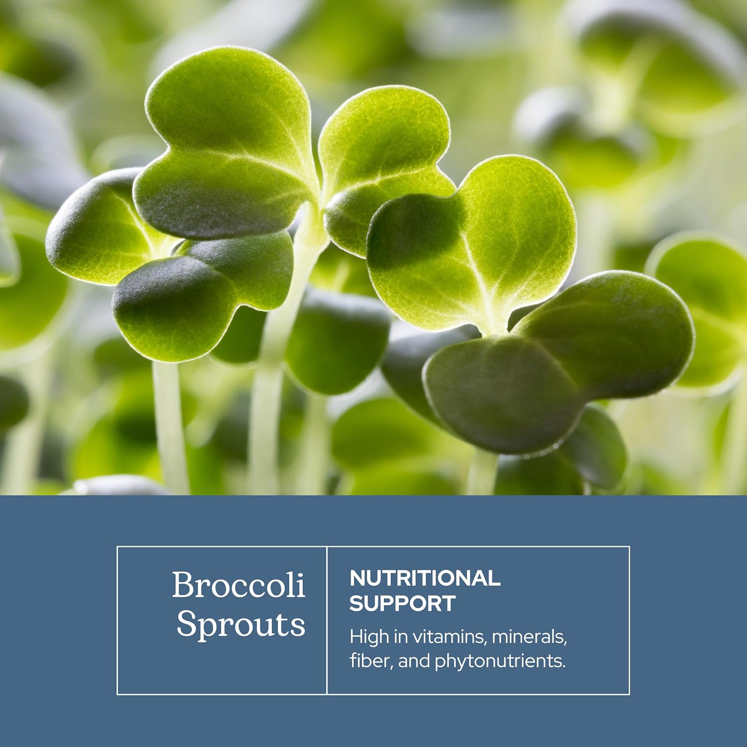 Eclectic Herb Organic Broccoli Sprouts Capsules - 150 Count, 270 mg