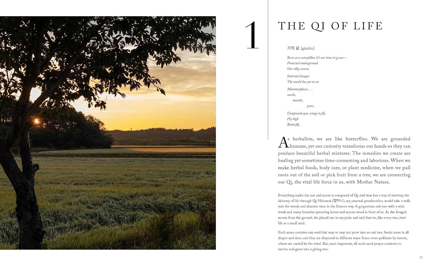 The Korean Herbal Apothecary: Ancient Wisdom for Wellness and Balance in Today's World