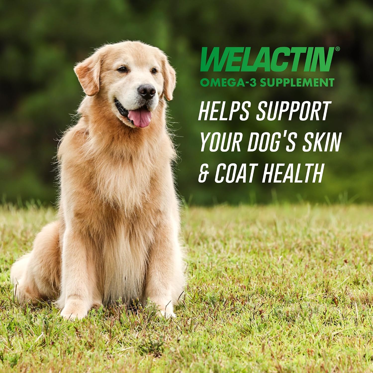 Nutramax Welactin Omega-3 Fish Oil for Dogs – 16 oz Liquid
