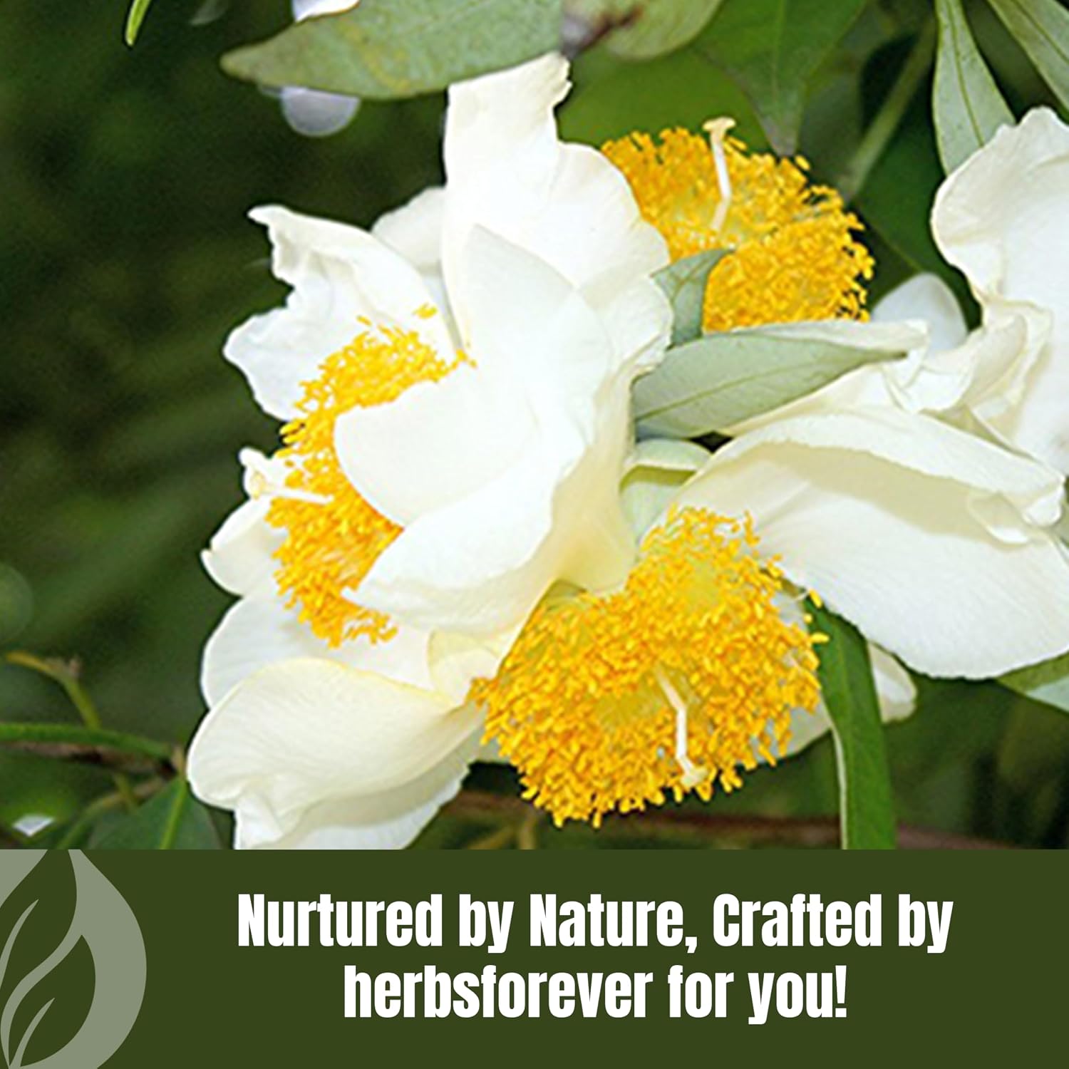 HerbsForever Nagkesar (Mesua Ferrea) Flower Pod Powder – 16 oz (454 g)