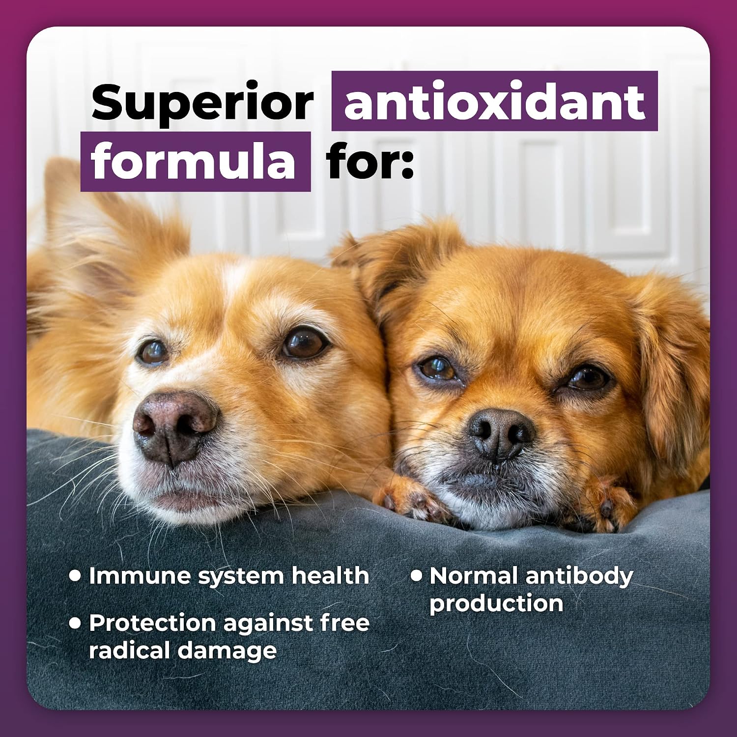 VetriScience Immunity Health Immune Plus Supplement for Medium and Large Breed Dogs – Easy-Open Capsules with Antioxidants, CoQ10, and Vitamins (60 Count)
