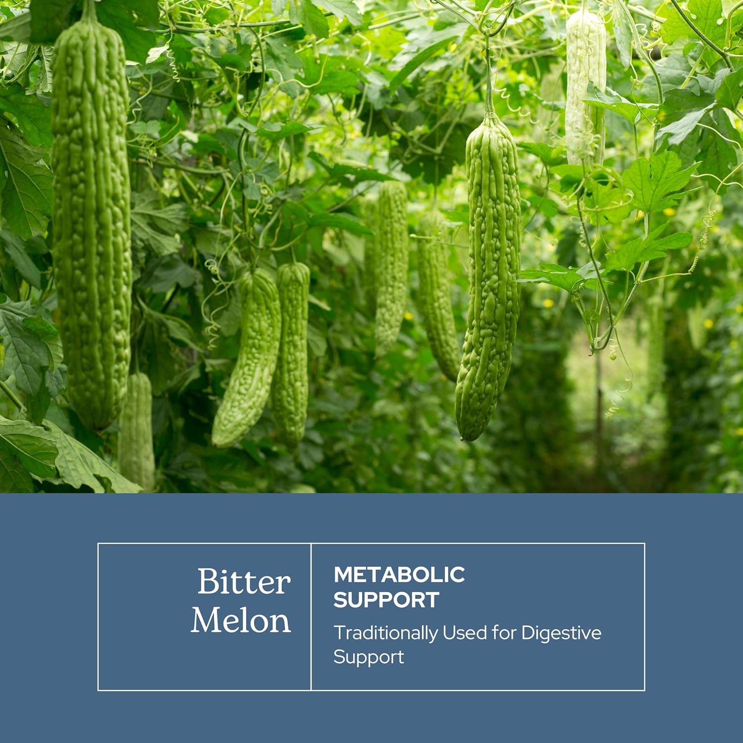 Eclectic Herb Bitter Melon Capsules - Digestion and Immune Support - 200 mg, 90 Count