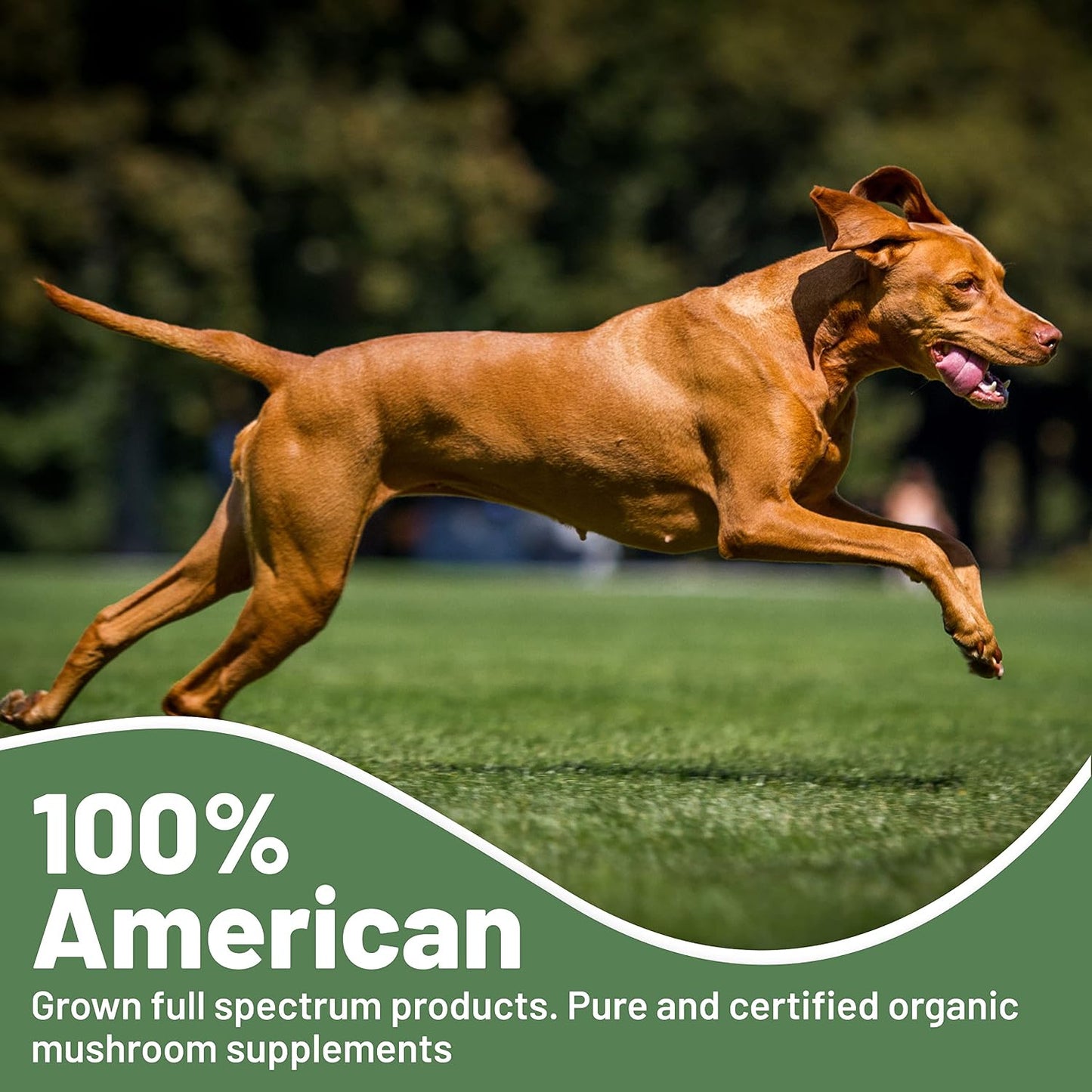 Aloha Medicinals K9 Immunity Plus - Immune Support Soft Chews for Dogs Over 70 lbs (90 Count) - görsel 7