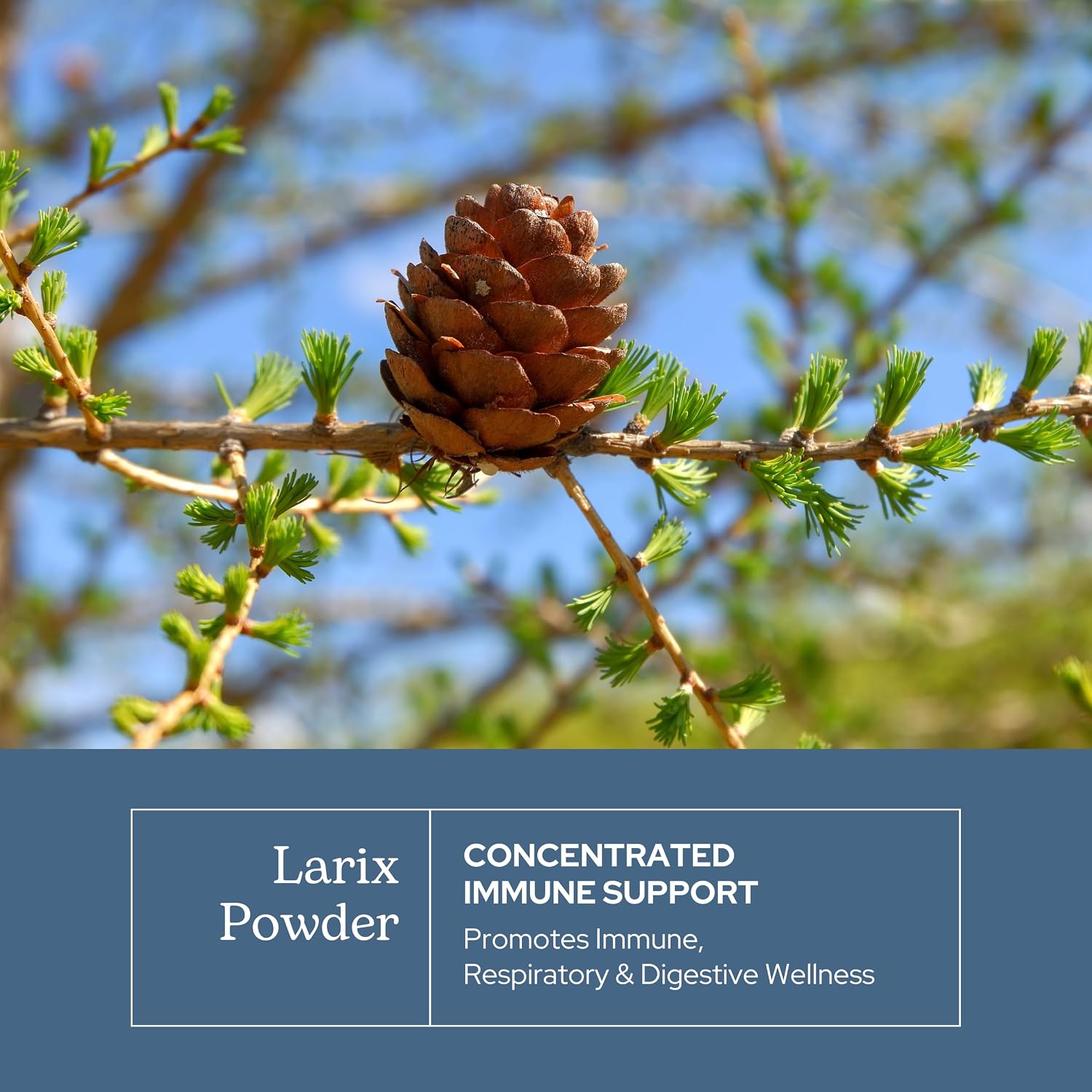 Eclectic Herb Larix Capsules - Natural Immune, Respiratory & Ear Support with Larch Arabinogalactan - Vegan, Non-GMO, Gluten Free (100 CT | 400 mg)