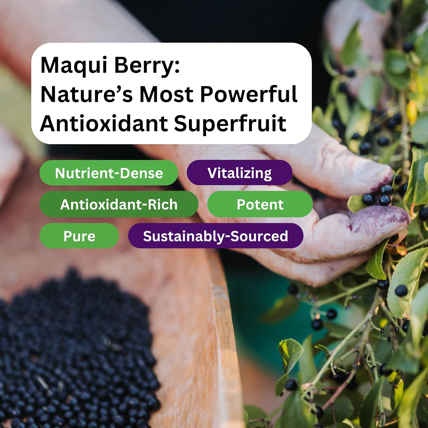 Paradise Herbs, Organic Maqui Berry Extract, 400 mg, Fresh Freeze-Dried Concentrate for Superior Potency, Non-GMO, Vegan, 60 Capsules