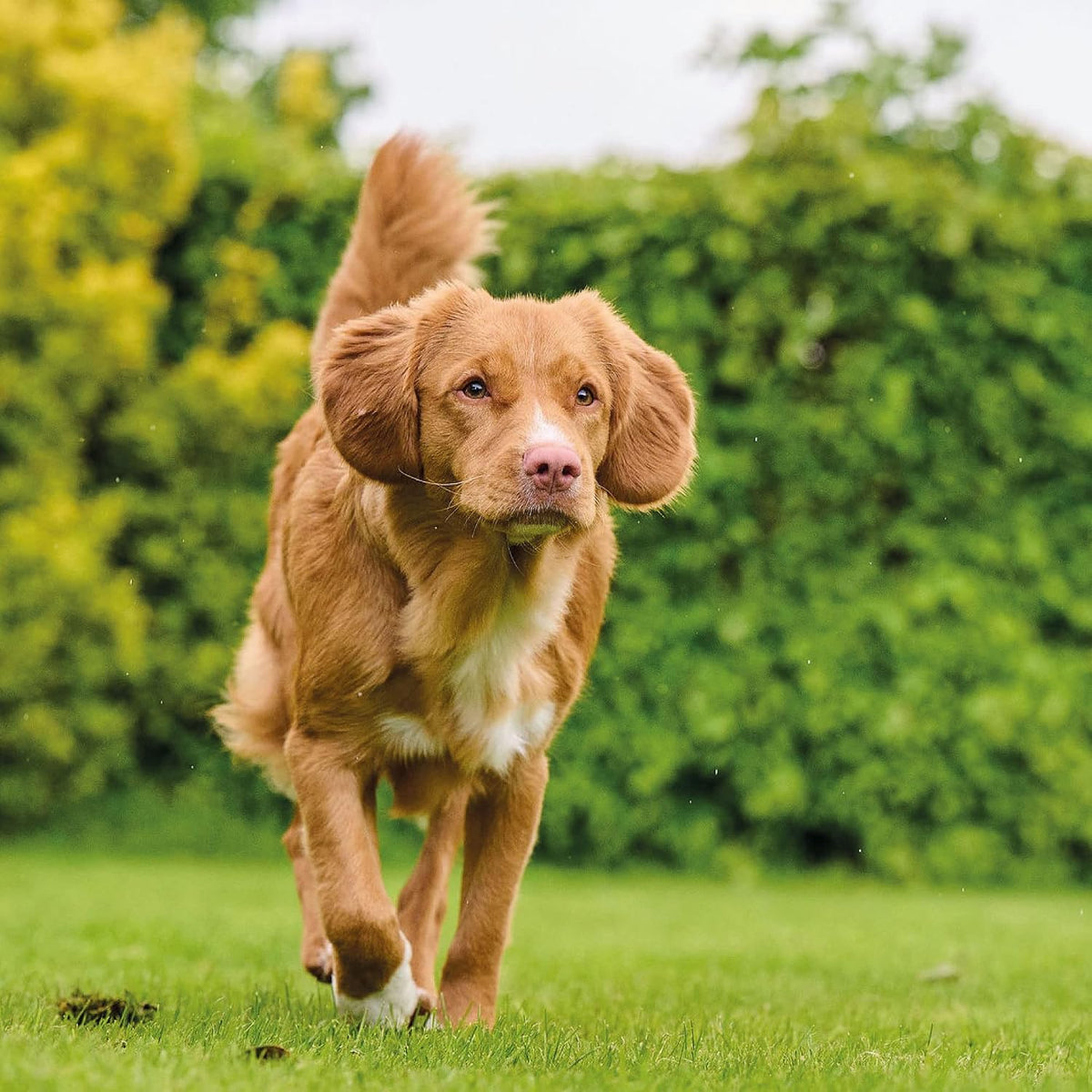 Beaphar Top 10 Multivitamin Tablets for Dogs (180 Tablets) - görsel 3