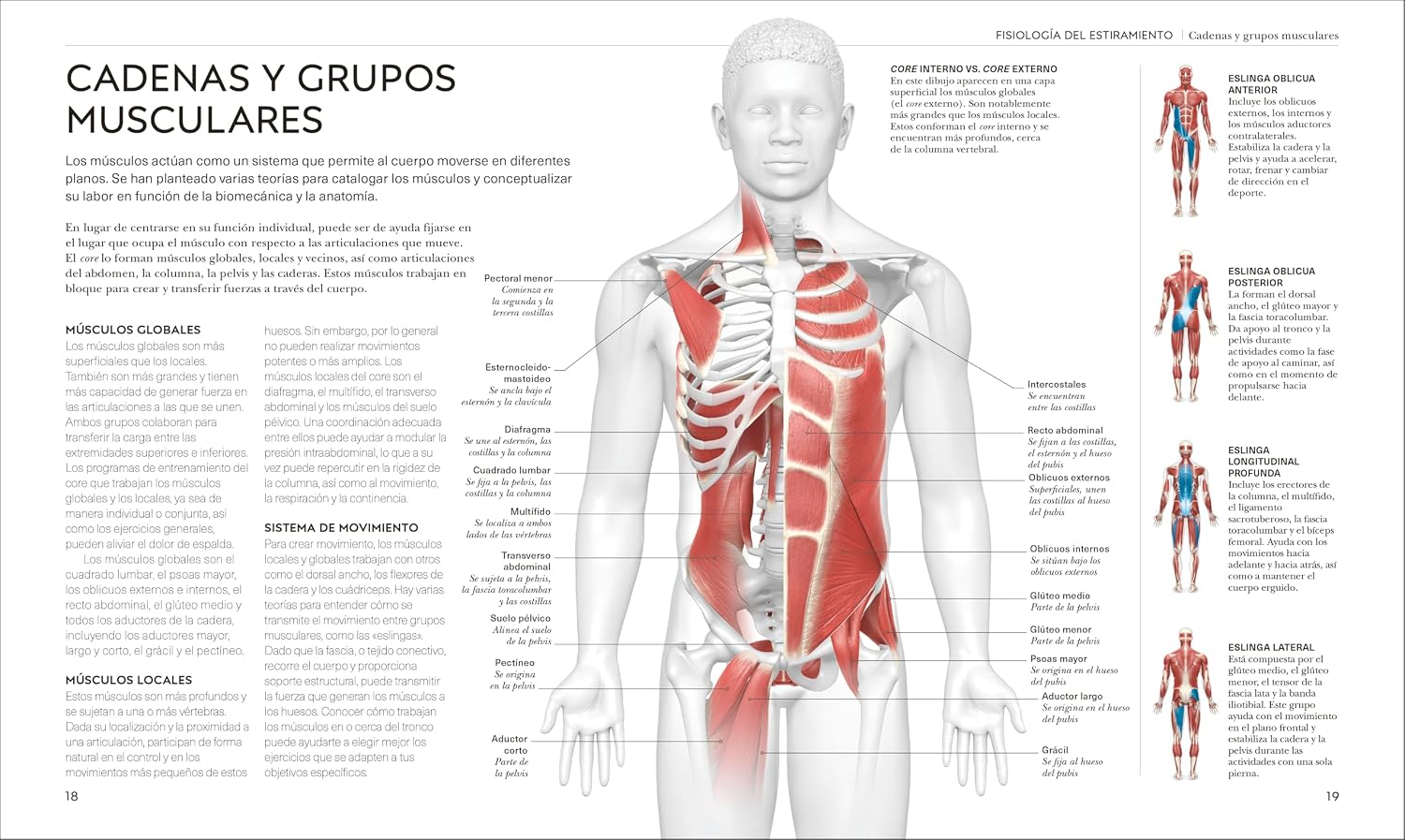 Estiramientos (Science of Stretch) (Spanish Edition)