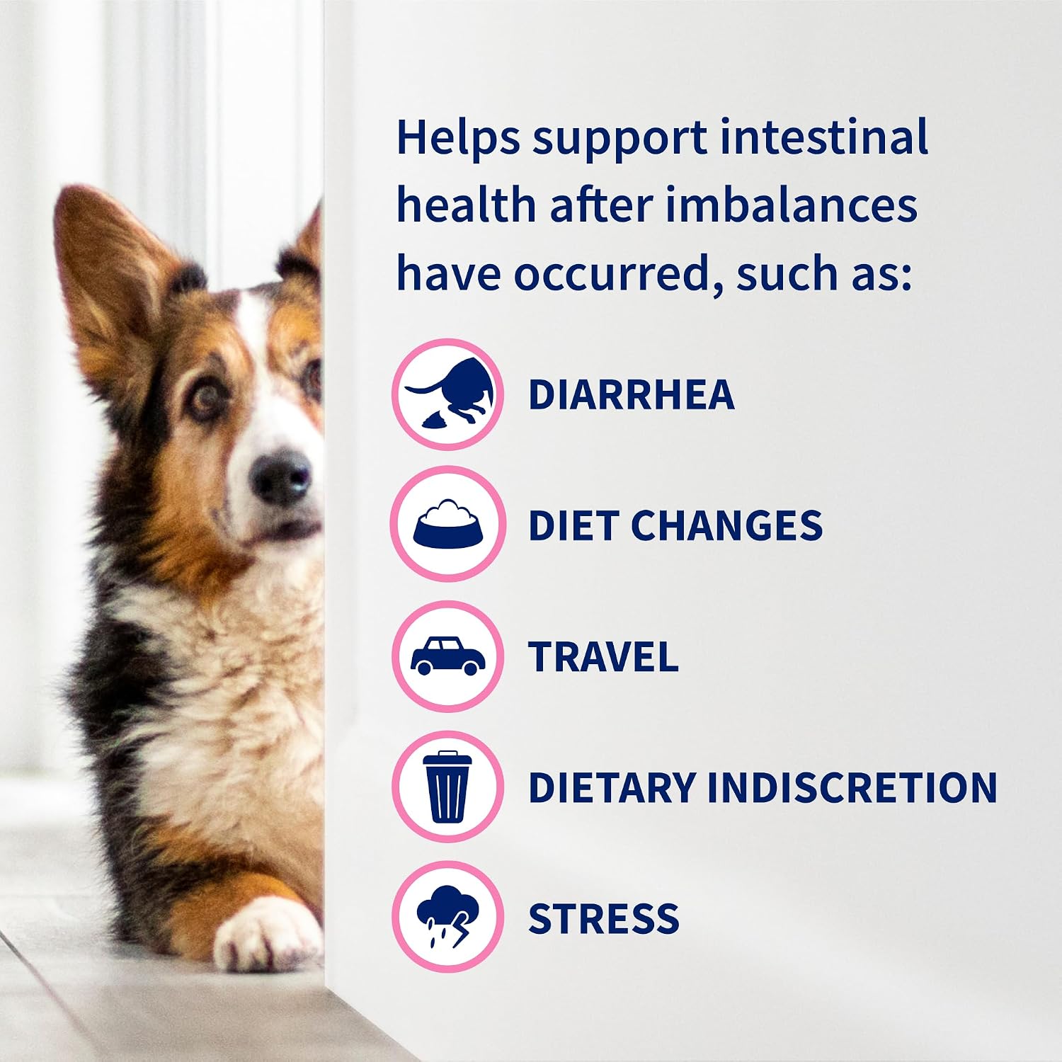Nutramax Proviable Probiotics for Dogs – Diarrhea Support Kit with Paste and Capsules