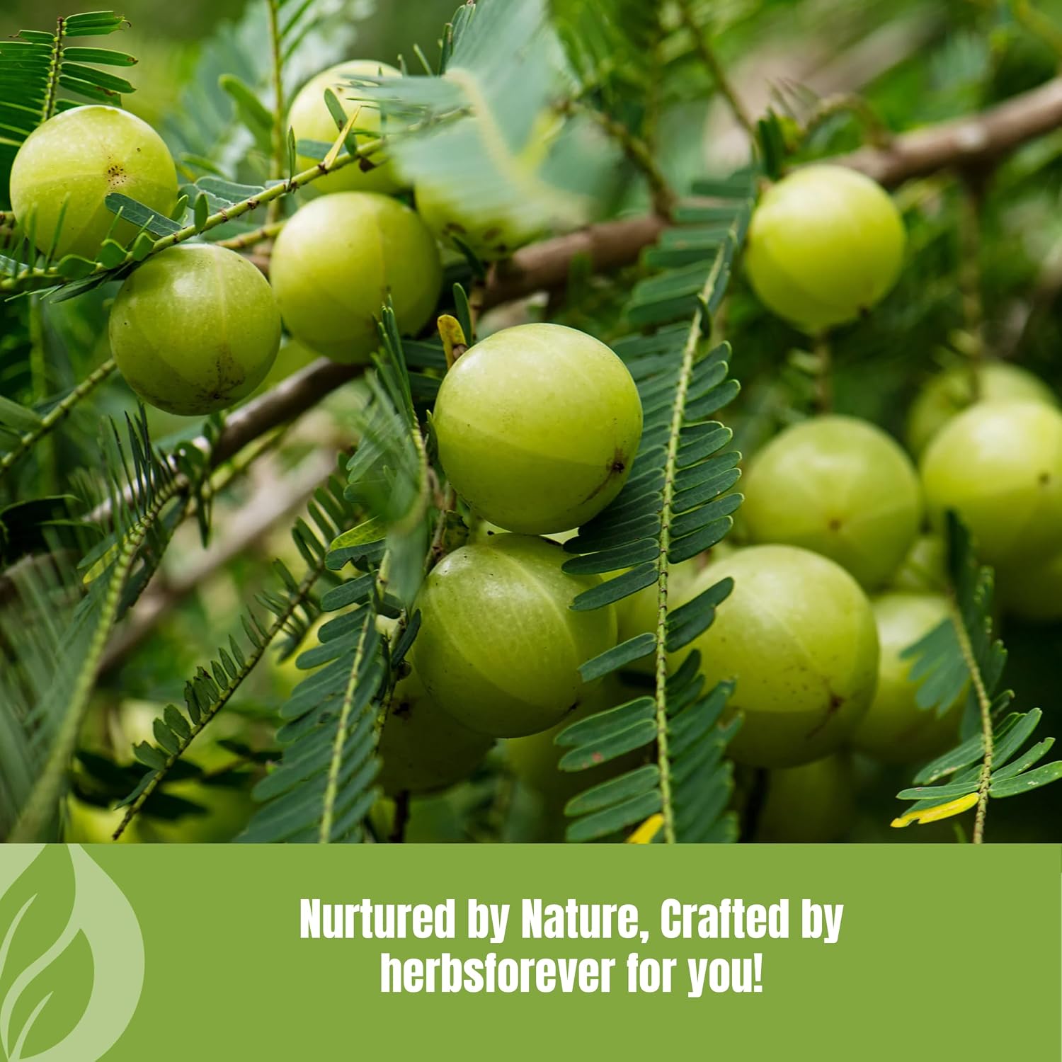 Herbsforever Amla Fruit Powder – Indian Gooseberry, Wild Harvested, Non-GMO, Vegan, Steam Sterilized, 2X Potency – 454 g (1 lb) – BPA Free
