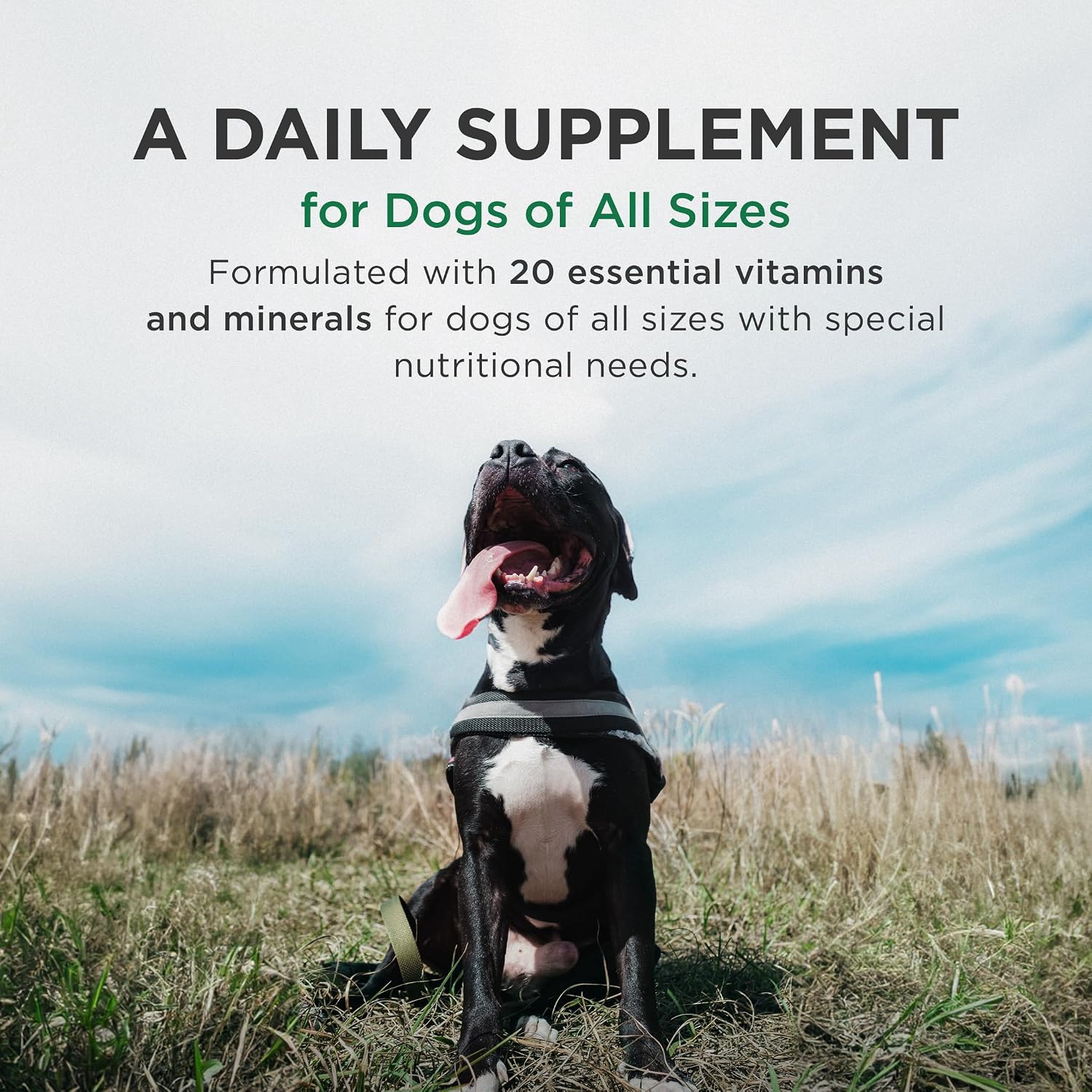 Pet-Tabs Plus Multivitamin and Mineral Supplement for Dogs with Special Nutritional Needs, Chewable Tablet, 60 Count