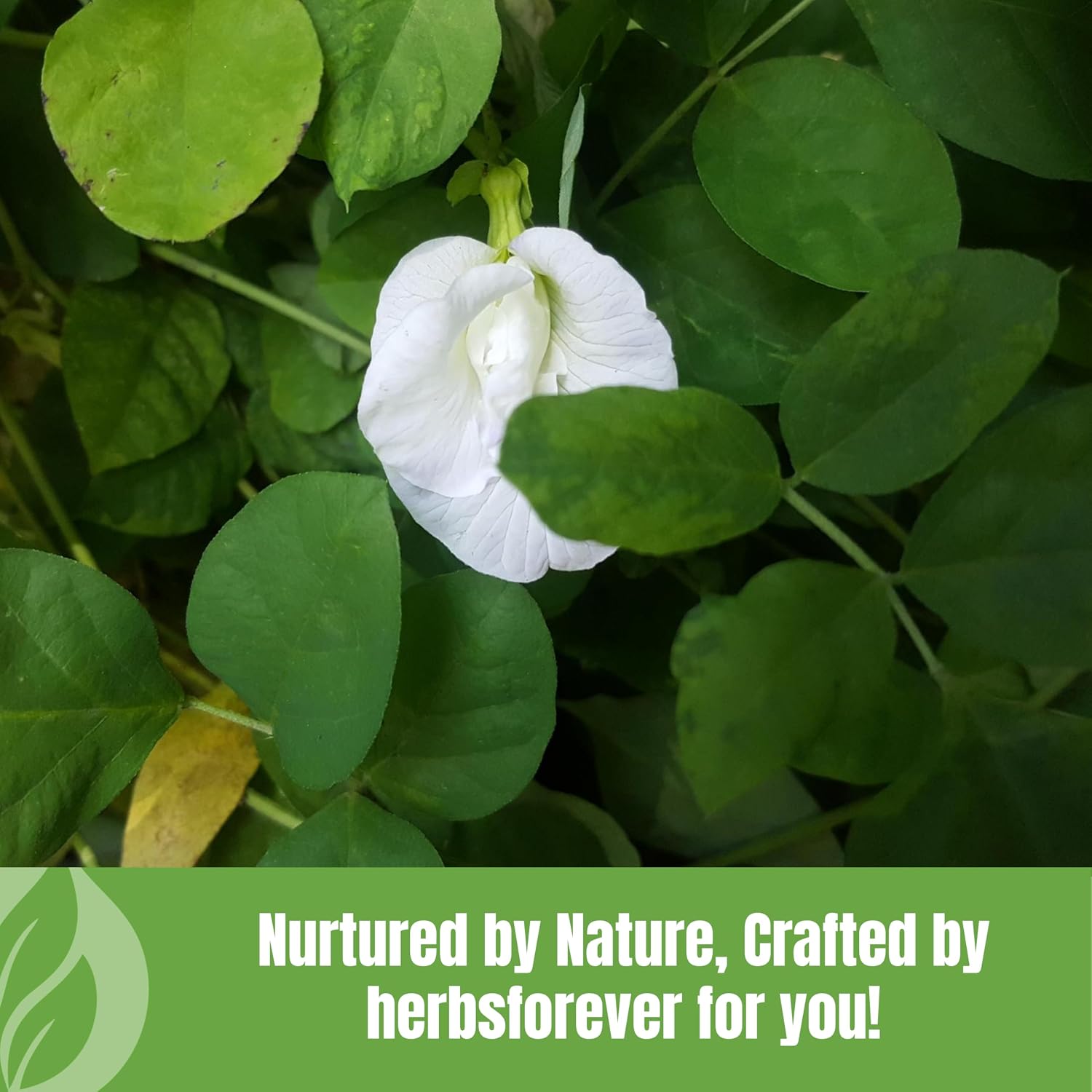 HerbsForever Shankhpushpi (Convolvulus Pluricaulis) Whole Plant Powder - 454 g (16 oz)