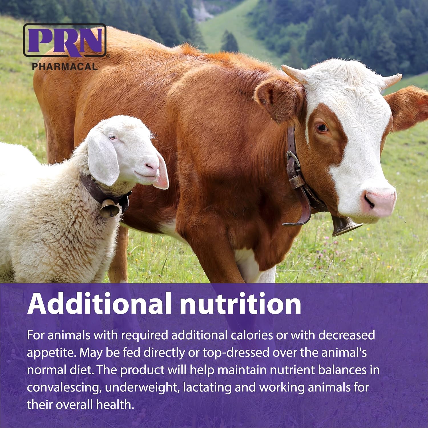 PRN Pharmacal STAT High-Calorie Nutritional Supplement for Dogs and Animals, Vanilla Flavour, 16 fl oz (473 mL)