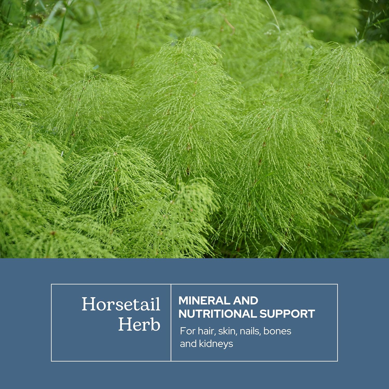 Eclectic Herb Horsetail Capsules - Mineral and Nutritional Support for Hair, Skin, and Nails, Freeze-Dried, 90 Capsules