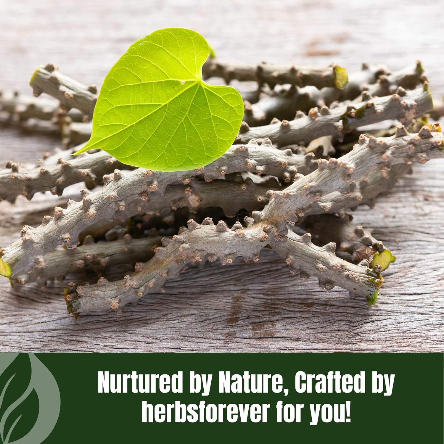 Herbsforever Guduchi Powder (Tinospora cordifolia) - 454 g, Traditional Ayurvedic Herbal Supplement