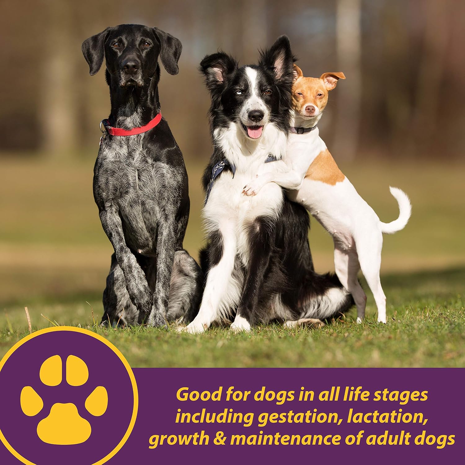 Horse Health Canine Red Cell, Liquid Vitamin-Iron-Mineral Supplement for Puppies, Active Senior and Pregnant Dogs, 946 mL