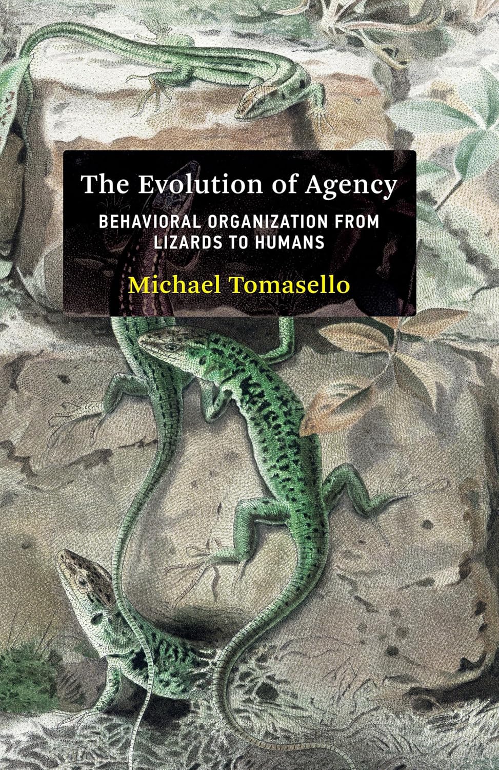 The Evolution of Agency: Behavioural Organization from Lizards to Humans